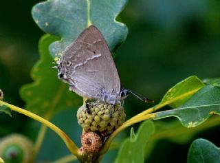 Mormee (Favonius quercus)