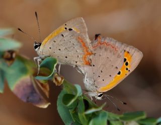 Benekli Bakr Gzeli (Lycaena phlaeas)