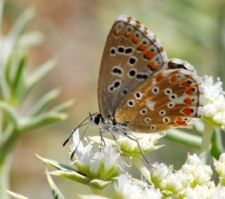 okgzl Gk Mavisi (Polyommatus bellargus)