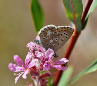 okgzl Balkan Mavisi (Aricia anteros )