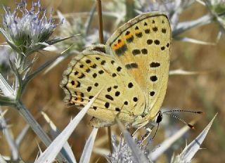 sli Bakr Gzeli (Lycaena tityrus)