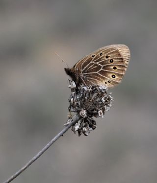 Uygur Gzelesmeri (Proterebia afra)