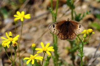 Uygur Gzelesmeri (Proterebia afra)