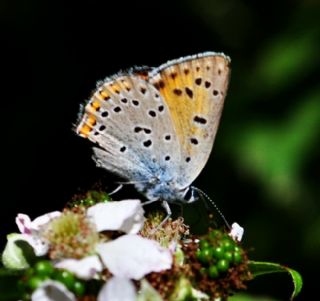 Byk Mor Bakr Gzeli (Lycaena alciphron)