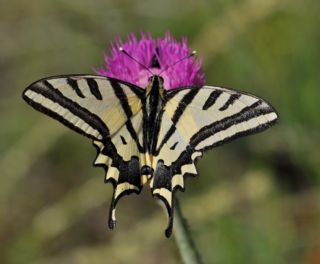 Kaplan Krlangkuyruk (Papilio alexanor)