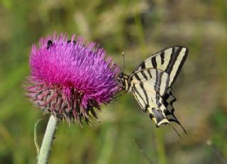 Kaplan Krlangkuyruk (Papilio alexanor)