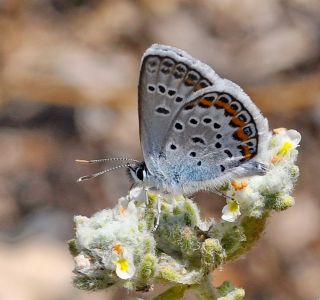 Gm Lekeli Esmergz (Plebejus argus)