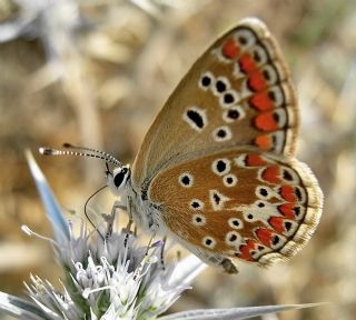 okgzl Esmer (Aricia agestis)