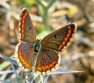 okgzl Esmer (Aricia agestis)