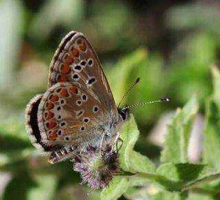 okgzl Orman Esmeri (Aricia artaxerxes)