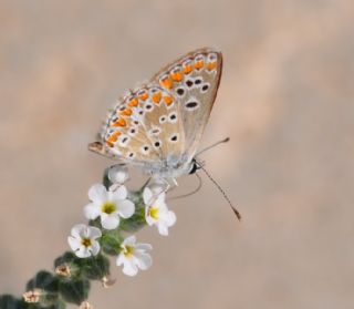 okgzl Esmer (Aricia agestis)