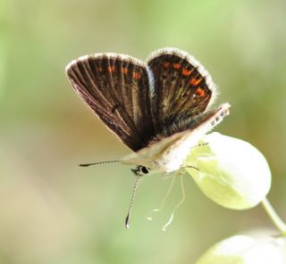 okgzl Orman Esmeri (Aricia artaxerxes)