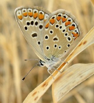 okgzl Mavi (Polyommatus icarus)