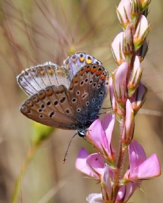 okgzl Mavi (Polyommatus icarus)