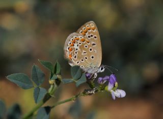 okgzl Mavi (Polyommatus icarus)