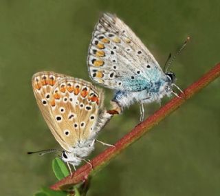 okgzl Mavi (Polyommatus icarus)