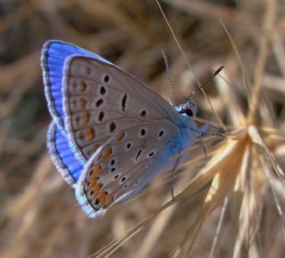 okgzl Mavi (Polyommatus icarus)