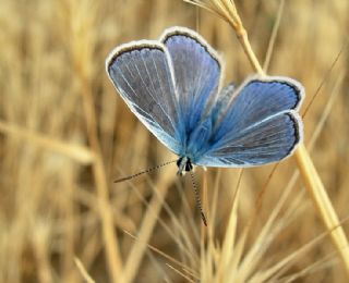 okgzl Mavi (Polyommatus icarus)