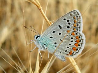 okgzl Mavi (Polyommatus icarus)