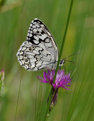 Anadolu Melikesi (Melanargia larissa)