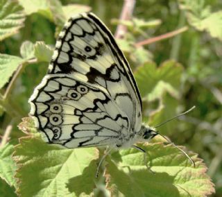 Anadolu Melikesi (Melanargia larissa)