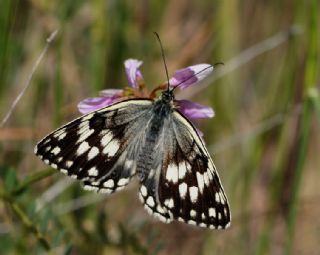 Anadolu Melikesi (Melanargia larissa)