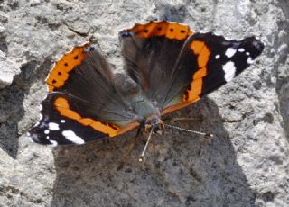 Atalanta (Vanessa atalanta)