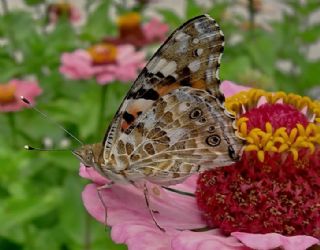Diken Kelebei (Vanessa cardui)