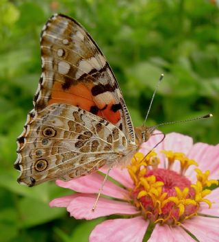 Diken Kelebei (Vanessa cardui)