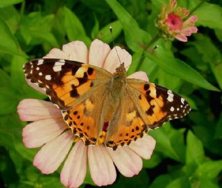 Diken Kelebei (Vanessa cardui)
