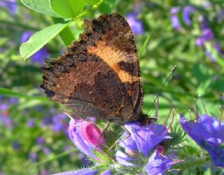 Aglais (Aglais urticae)