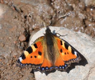 Aglais (Aglais urticae)