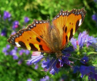 Aglais (Aglais urticae)