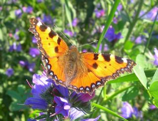 Aglais (Aglais urticae)