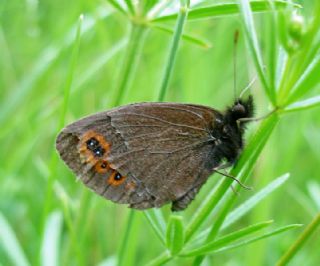 Orman Gzelesmeri (Erebia medusa )