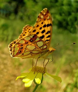 spanyol Kraliesi (Issoria lathonia)