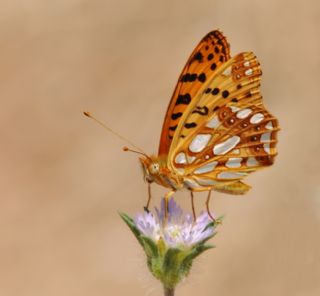 spanyol Kraliesi (Issoria lathonia)