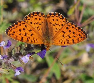 Niyobe (Fabriciana niobe)