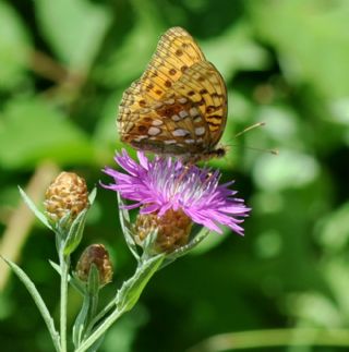 Byk nci (Fabriciana adippe)