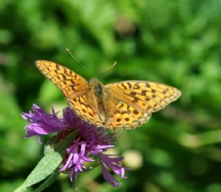 Byk nci (Fabriciana adippe)