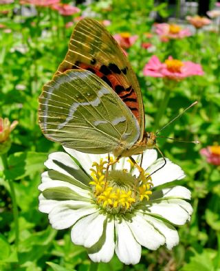 Bahadr (Argynnis pandora)