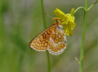 Nazuum (Euphydryas aurinia)