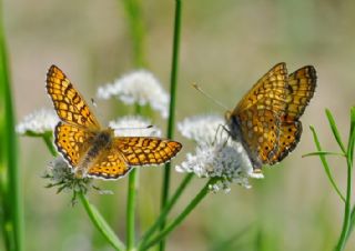 Nazuum (Euphydryas aurinia)