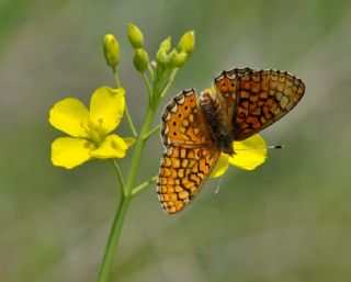 Nazuum (Euphydryas aurinia)