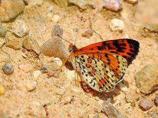 Benekli parhan (Melitaea didyma)