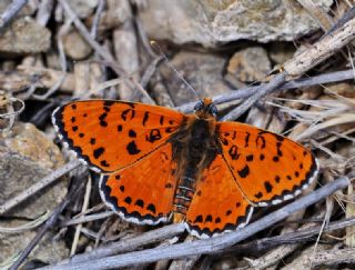 Benekli �parhan&nbsp;(Melitaea&nbsp;didyma)