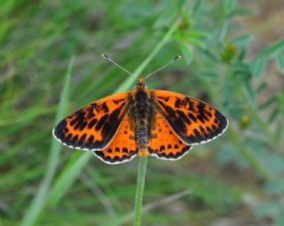 Benekli parhan (Melitaea didyma)