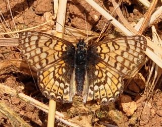 Benekli Byk parhan (Melitaea phoebe)