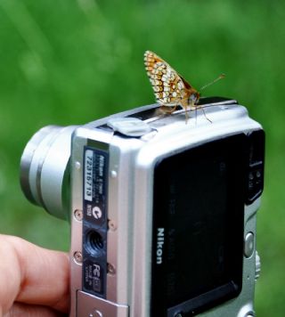 Amannisa (Melitaea athalia)