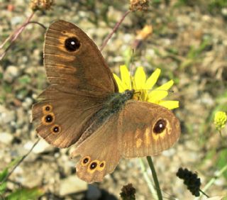 Esmerboncuk (Lasiommata maera)